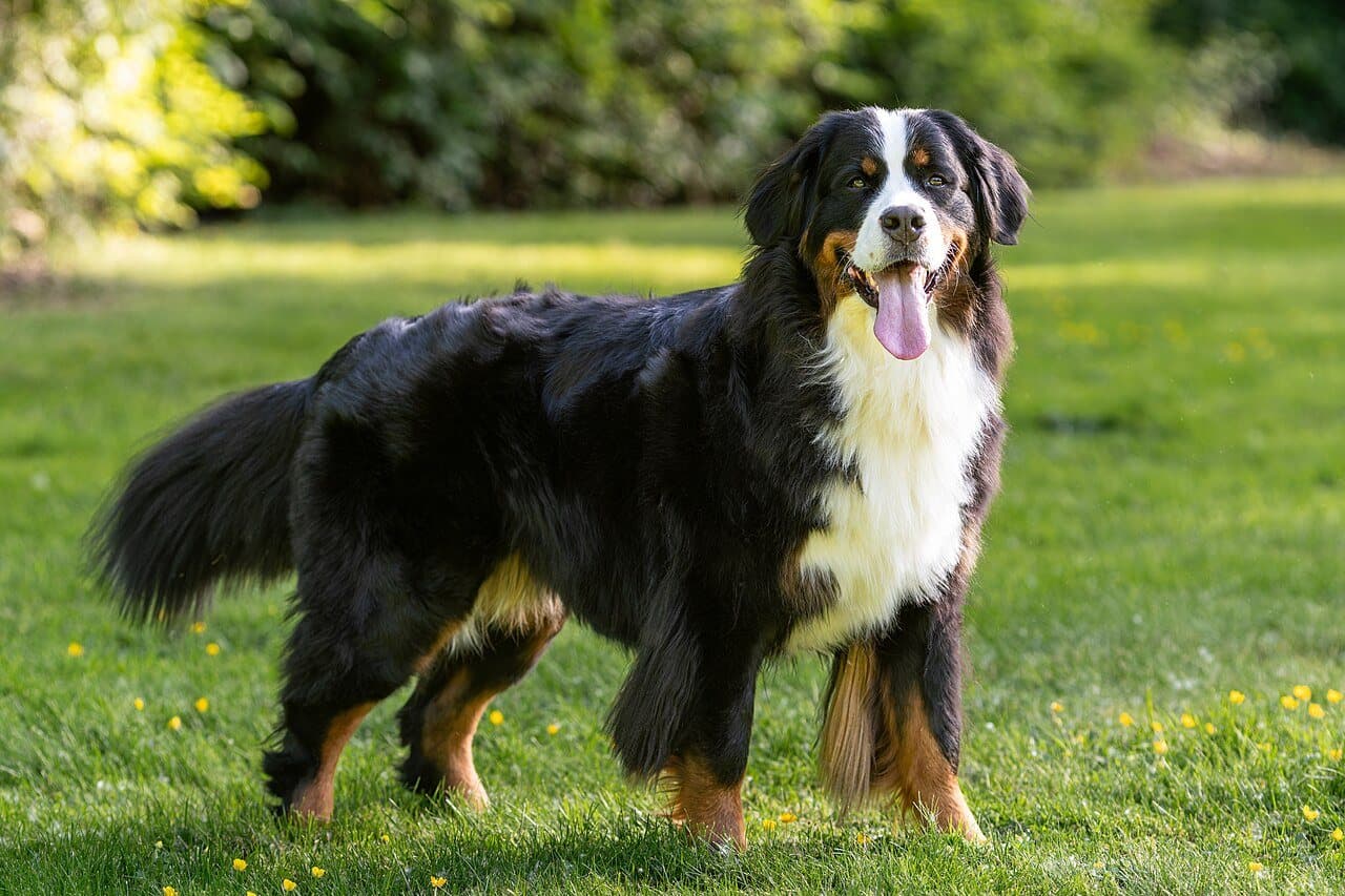 Alma, Bernese Mountain Dog