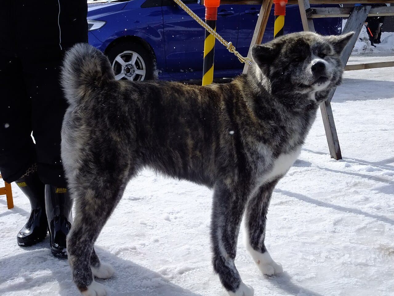 Kuma, Akita