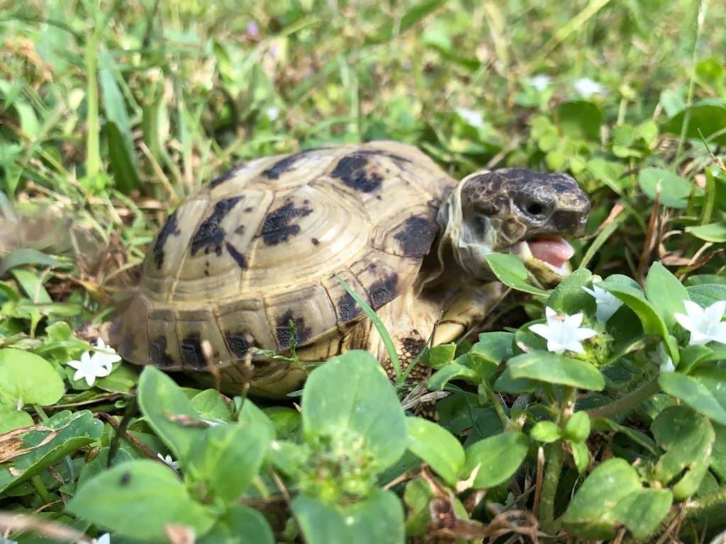 Bao, Tortoise