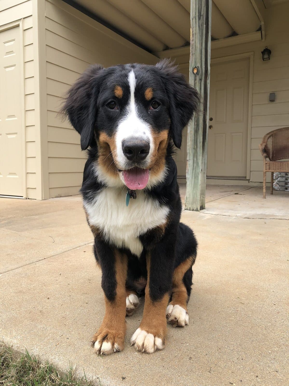 Bruno, Bernese Mountain Dog