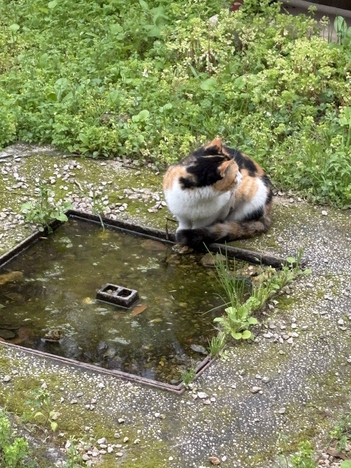 Shima, Domestic cat