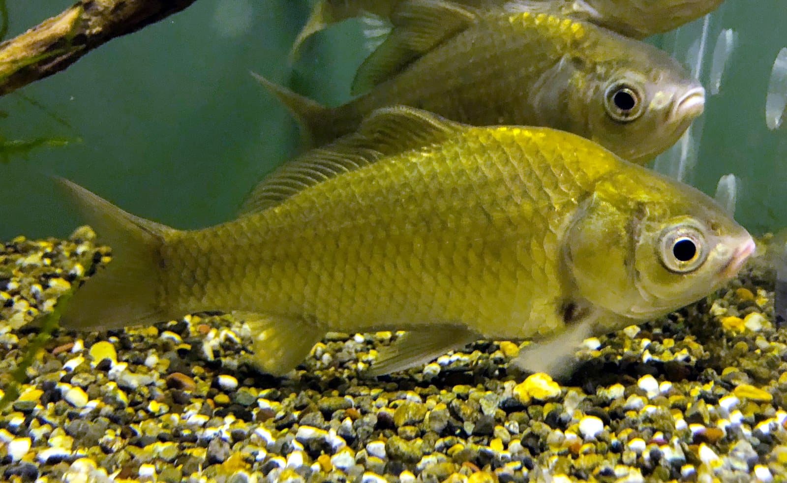 Nami, Biwa carp