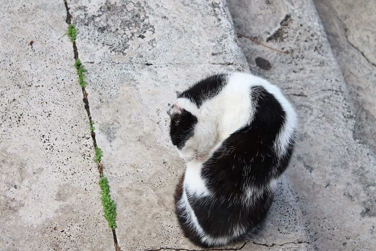 Livia, Domestic cat