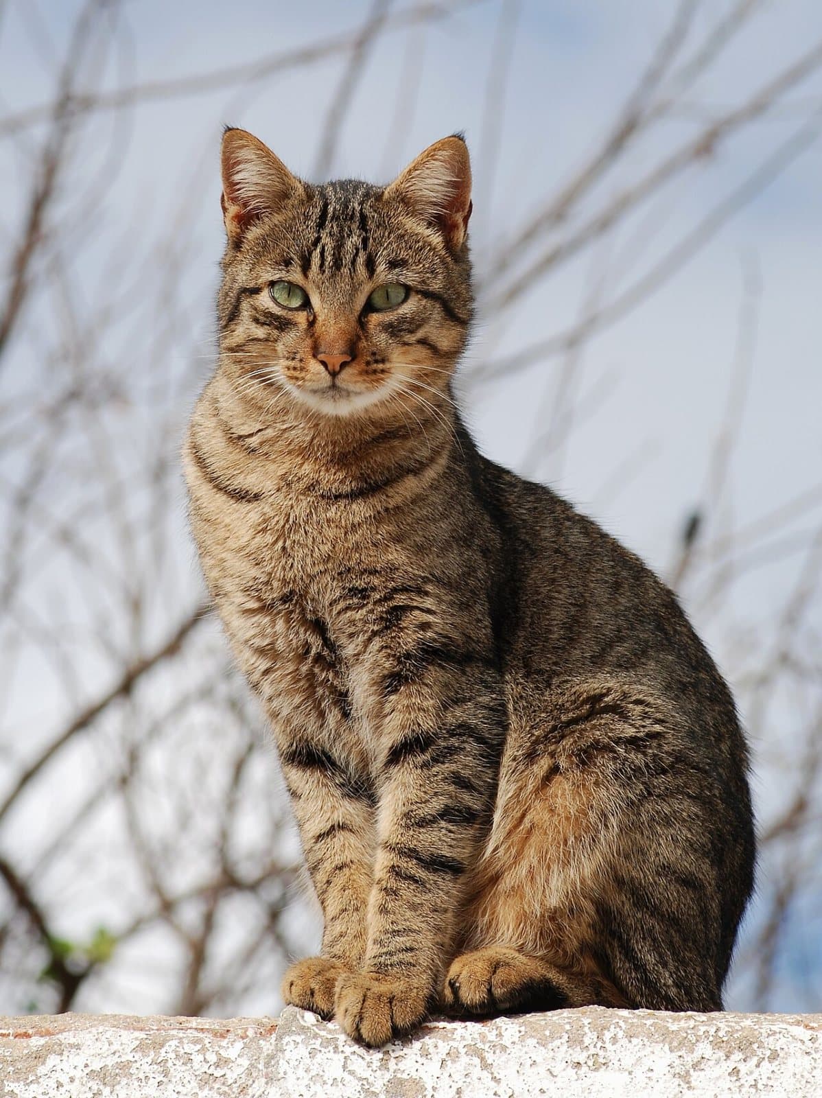Sumi, Domestic cat