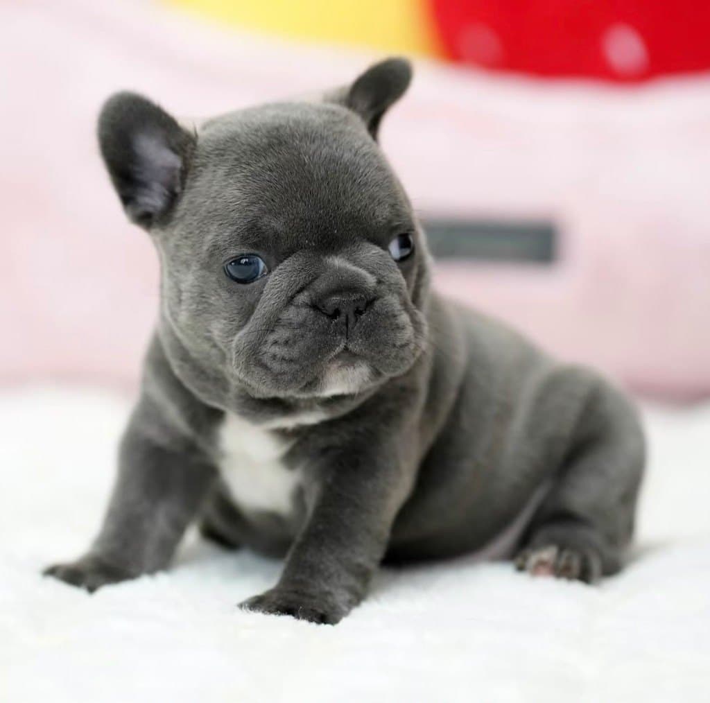 Charlie, French Bulldog