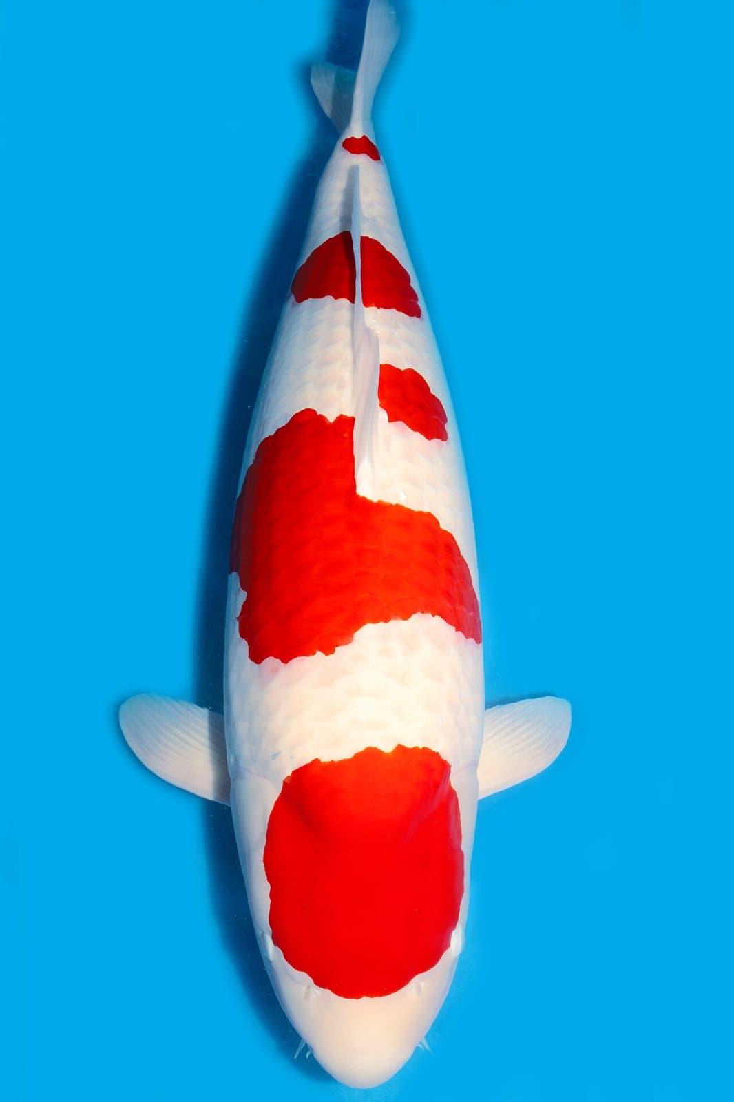 Kohaku, Nishikigoi