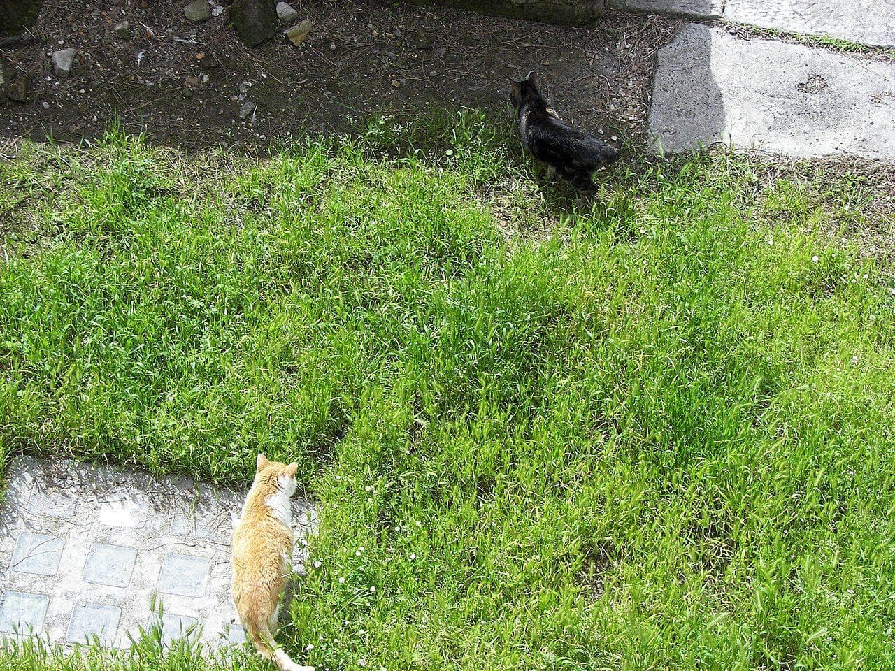 Pia, Domestic cat