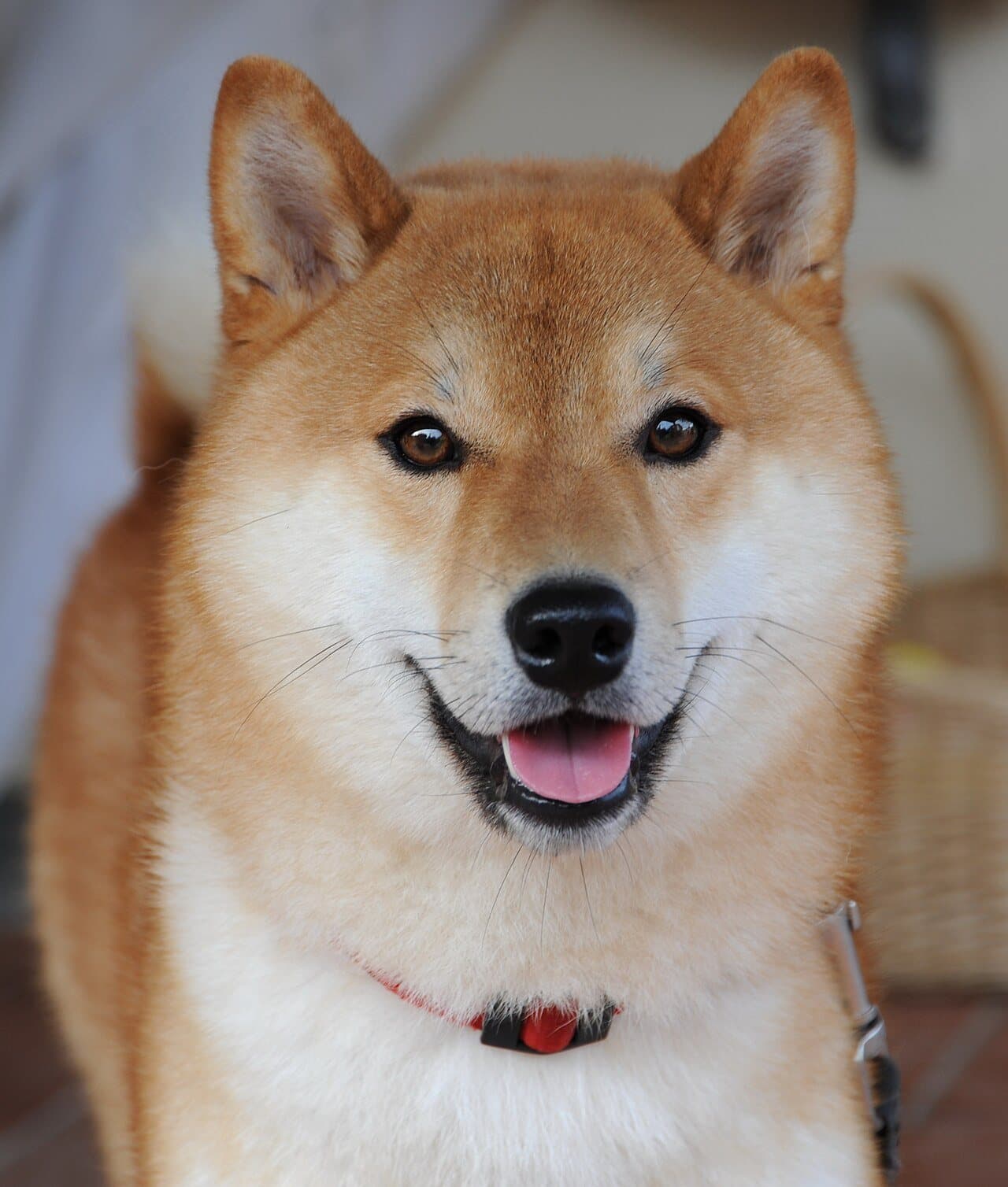 Sora, Shiba Inu