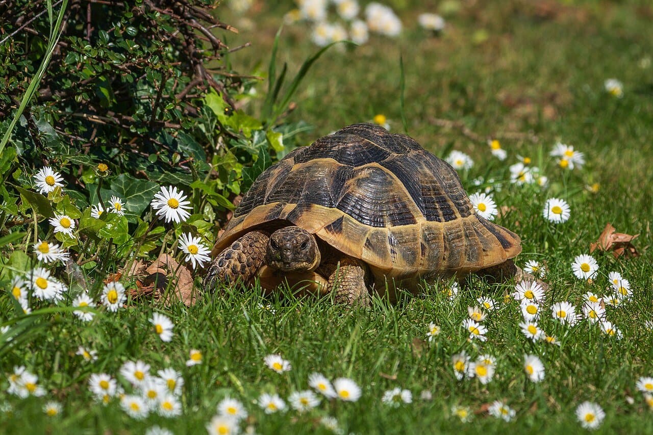 Olive, Hermann's tortoise