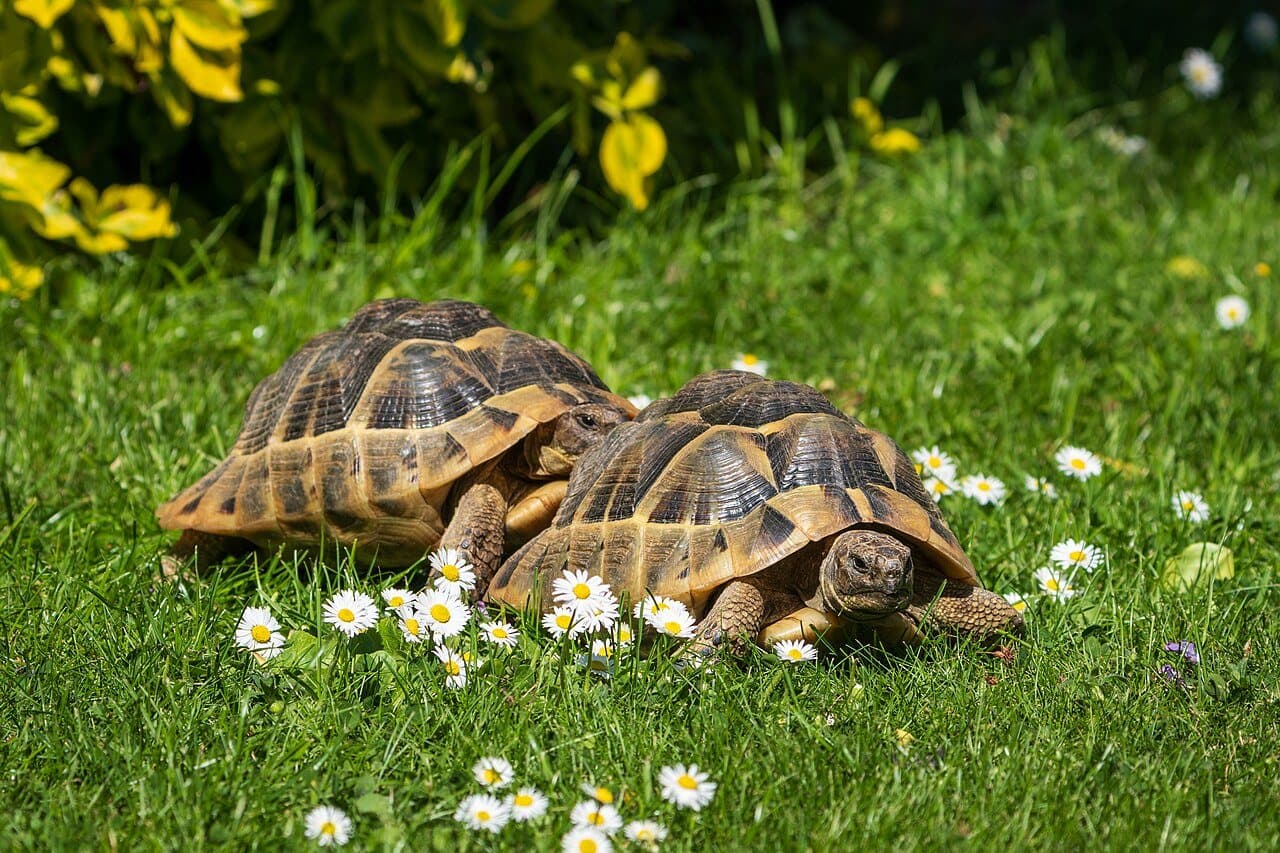 Terra, Hermann's tortoise