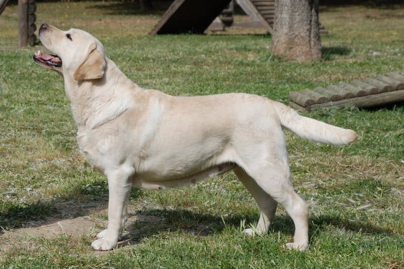 Miso, Yellow Labrador