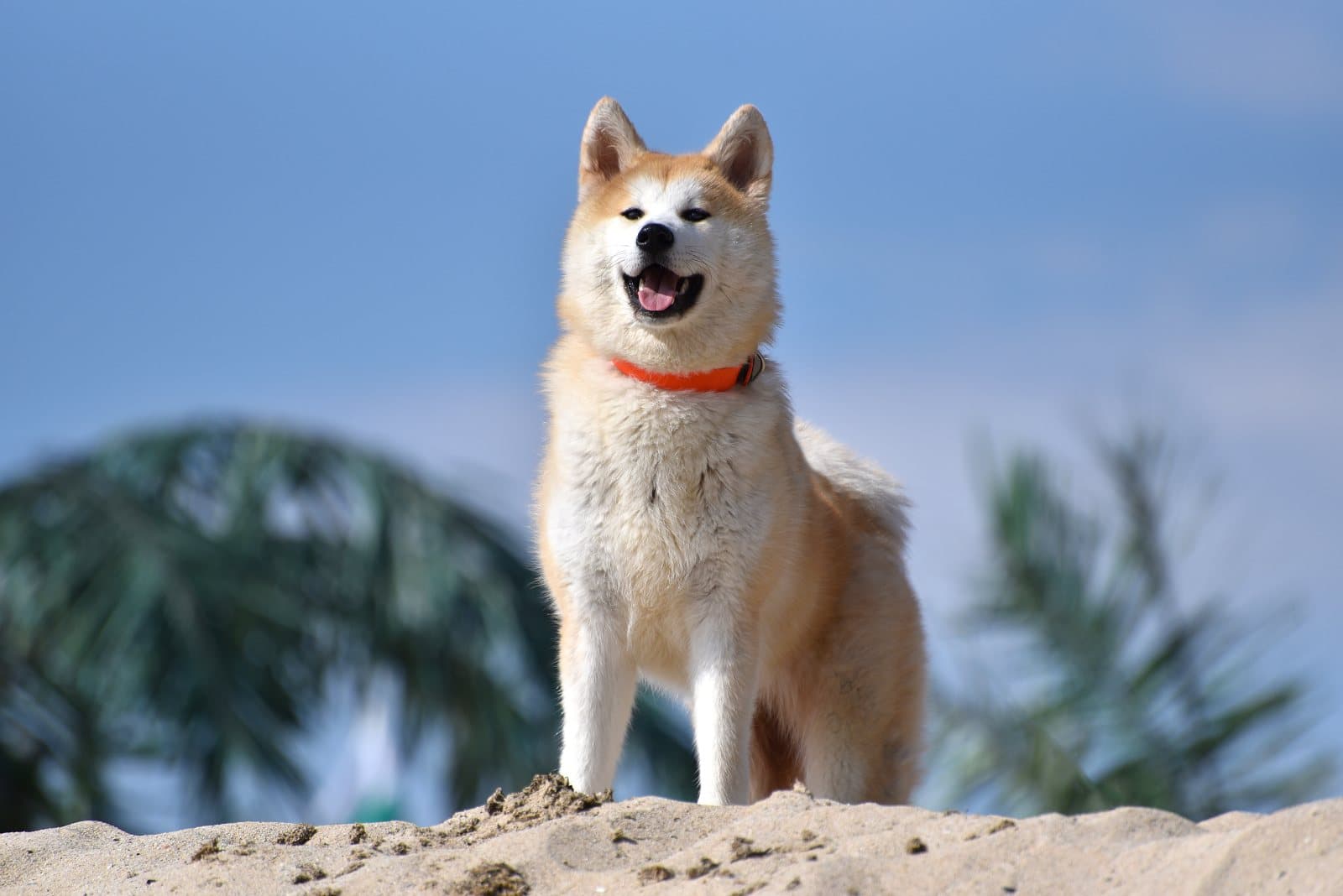 Yuki, Akita