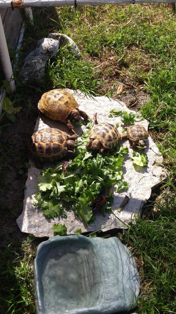 Greens on the stone